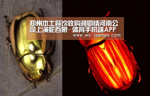 郑州本土餐饮收购湘鄂情河南公司上演蛇吞象-体育手机端APP(图3) 体育手机端APP